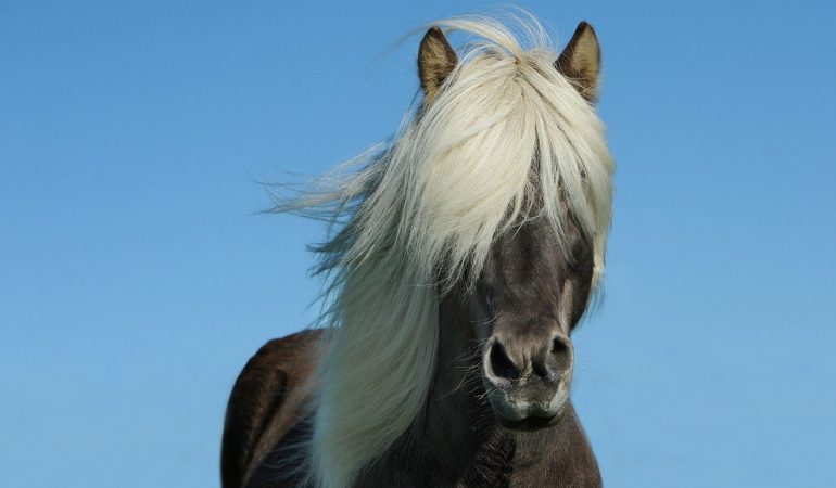 Choisissez le floconné pour les chevaux !