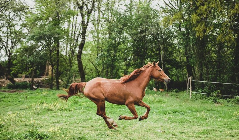 Le cheval a des besoins bien particuliers