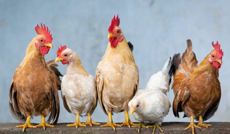 Comment bien alimenter une poule ?