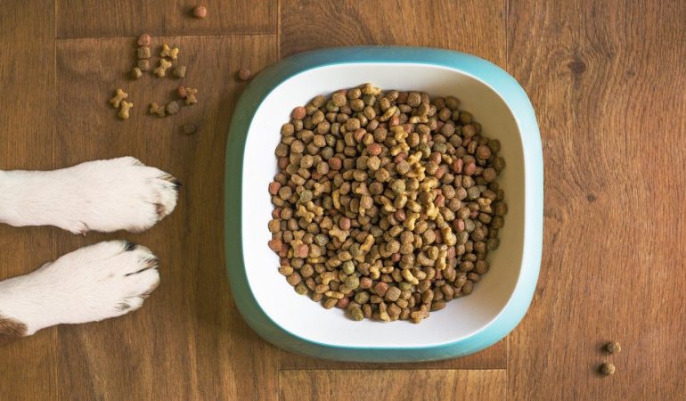 Le choix de la nourriture idéale pour votre chien senior : pâtée ou croquettes ?